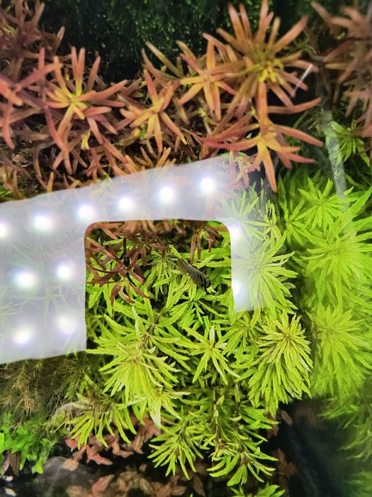 Limnophila aromatica mini