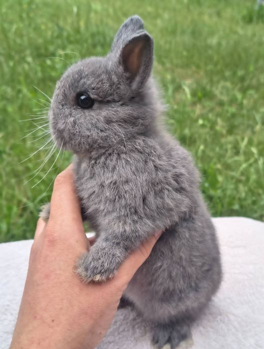 Karzełek niderlandzki / Teddy / do kg w dorosłości