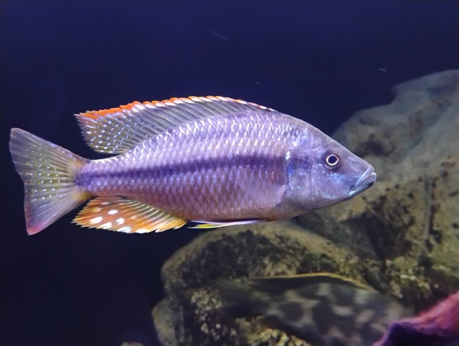 Dimidiochromis Strigatus samiec Malawi