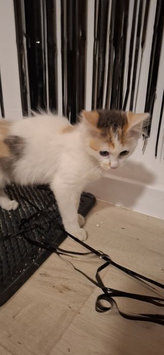 Agatka I Antoś małe urwiski szukają domy