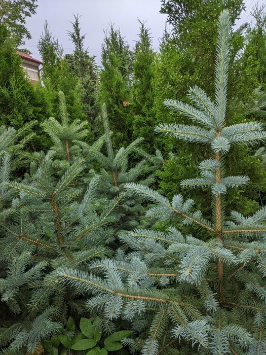 Туя західна колоновидна / Ялівець звичайний, козацький / Самшит  Ялина