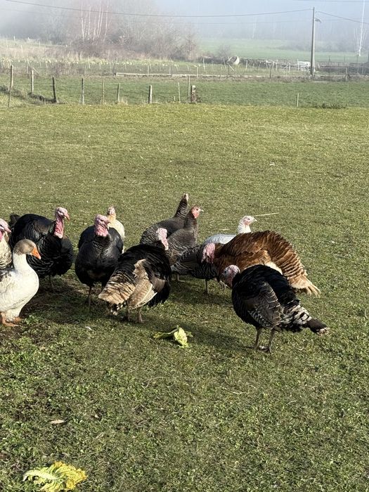 Perus machas adultos