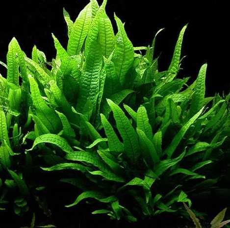 Rośliny do akwarium akwariowe - Microsorium Pteropus -na dekoracje itp