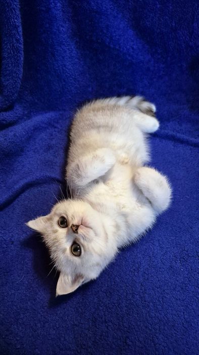 Шотландські котики