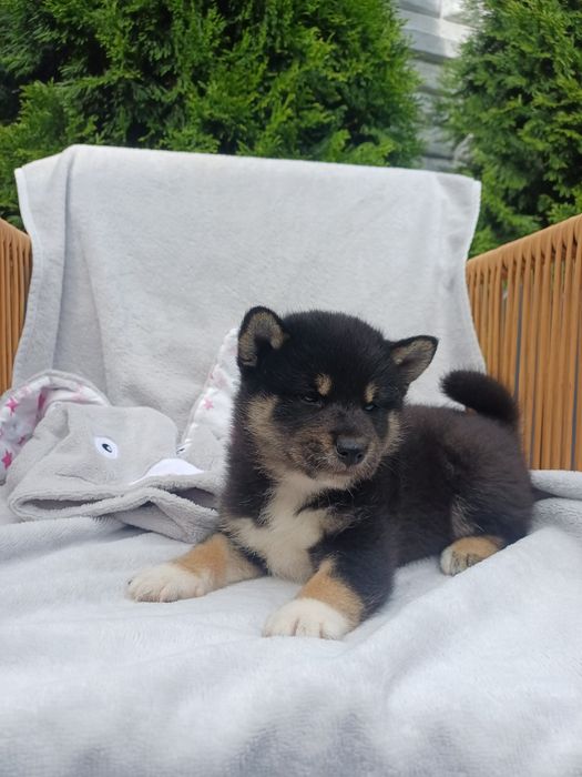 Shiba inu-czarny