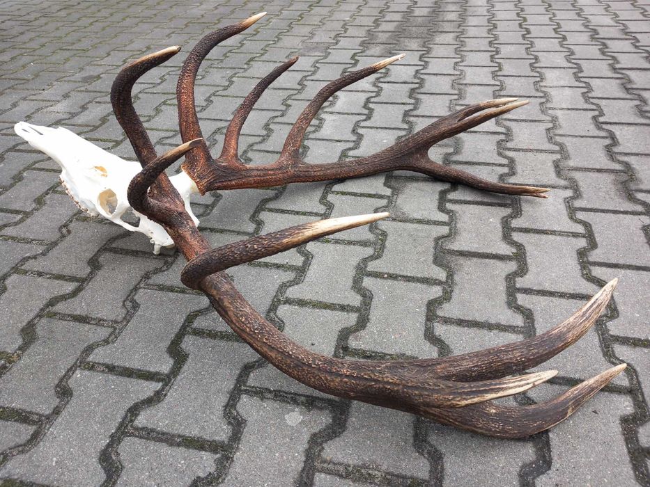 Poroże, Wieniec, Byk, Jeleń, Rogi 8 kg