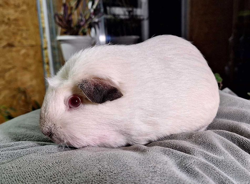 Морская свинка крестед белая девочка