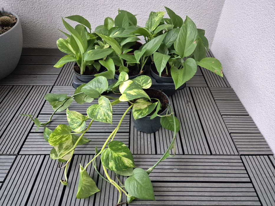 Продам растения Эпипремнум Ауреум