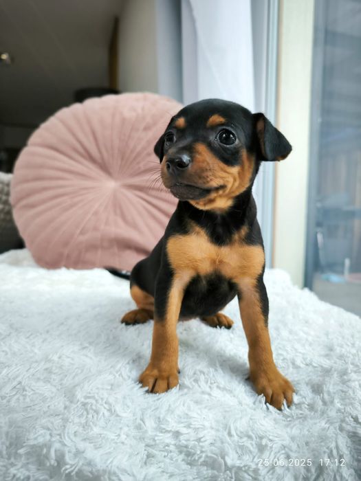 Pinczer miniaturowy suczka