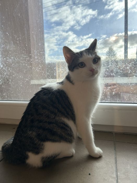 6 miesieczna kotka szuka domu