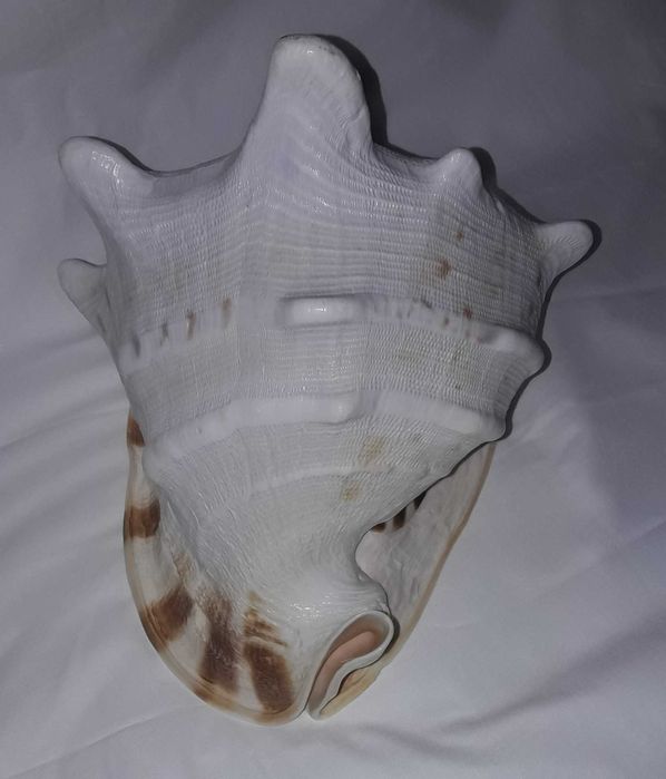 ракушка океаническая (акция весь декабрь - было 4102)