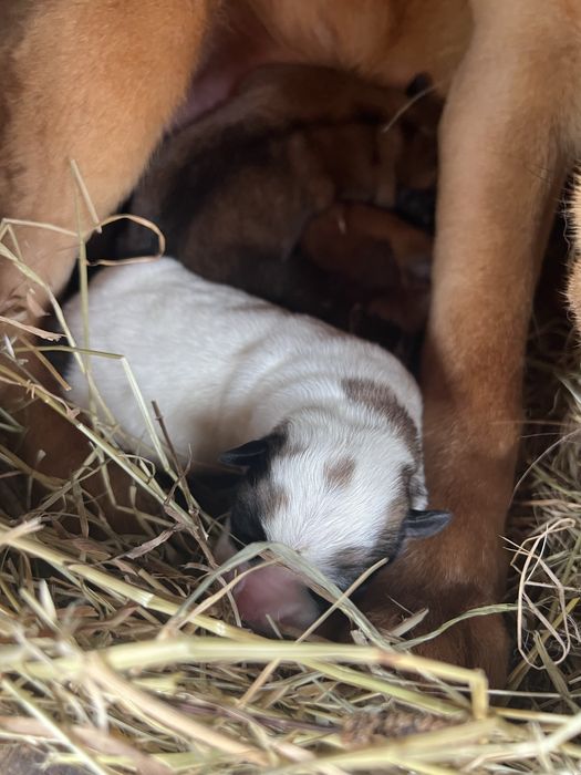 відам песиків проди Шарпей  в добрі рукі