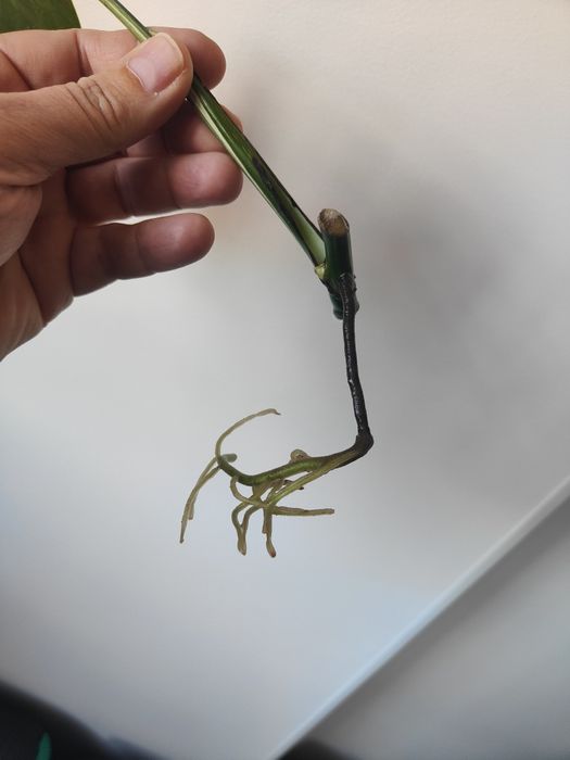 Vendo corte monstera albo variegata já com raiz e rebento..
Já te