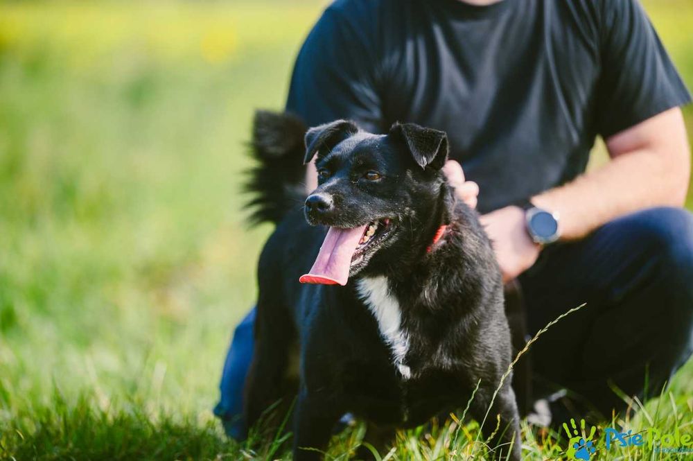 Wesoły i aktywny piesek ENERGICZNY szuka nowej rodziny