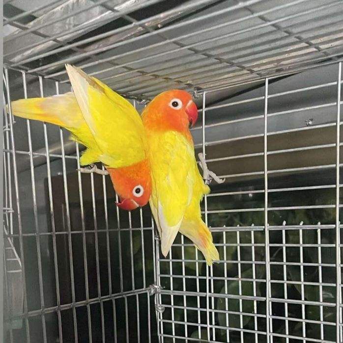 Agapone fisher casal