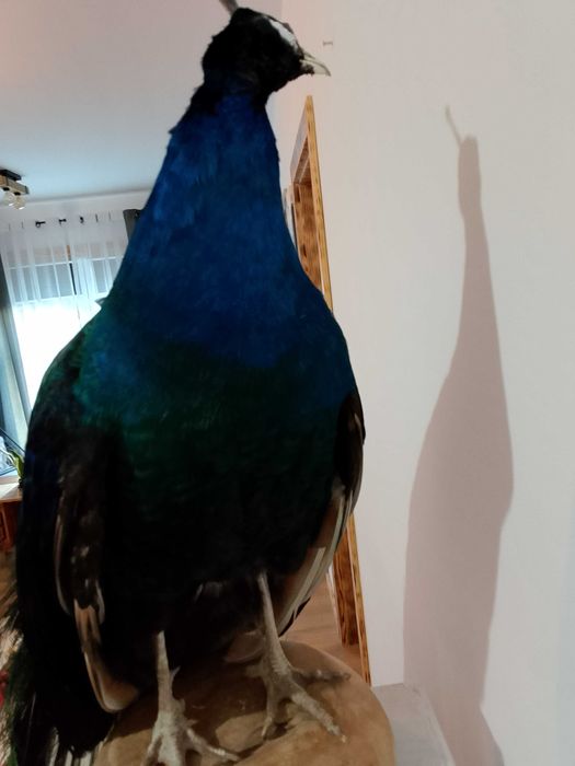 Spreparowane, wypchane pawia