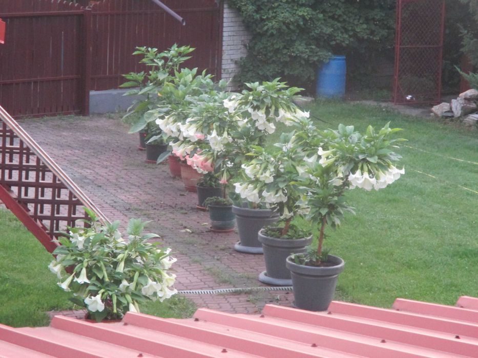 datury takie jak na zdjęciu duże