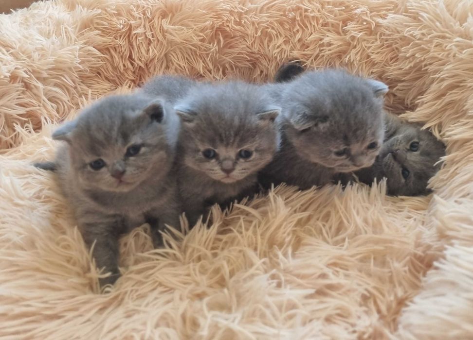 Kotki brytyjskie do rezerwacji