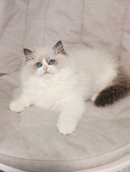 Ласковый и игривый -мальчишка-РЕГДОЛЛ//Ragdoll