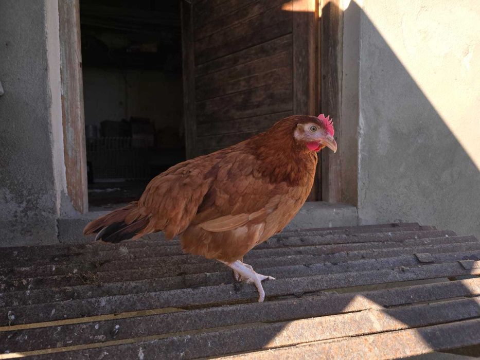 Kury nioski z własnej hodowli kurki z pierwszym jajkiem wszystkie rasy