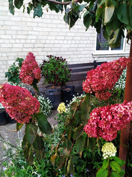 Саженцы гортензии двухлетние