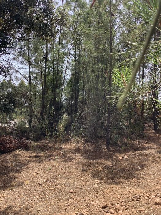 Terreno de 30300 m2 em Mouriscas, Abrantes