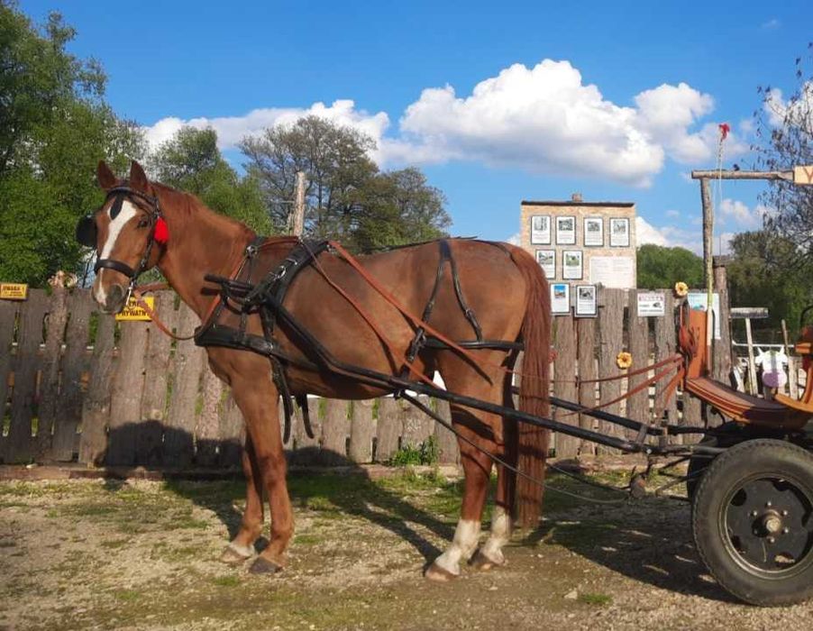 Koń Wielkopolski zaprzeg