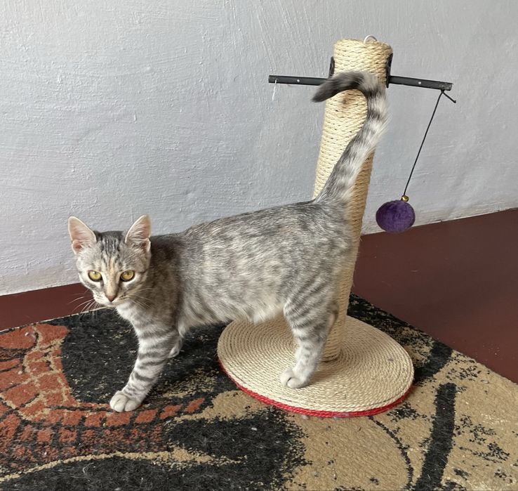 Котенок девочка ищет дом