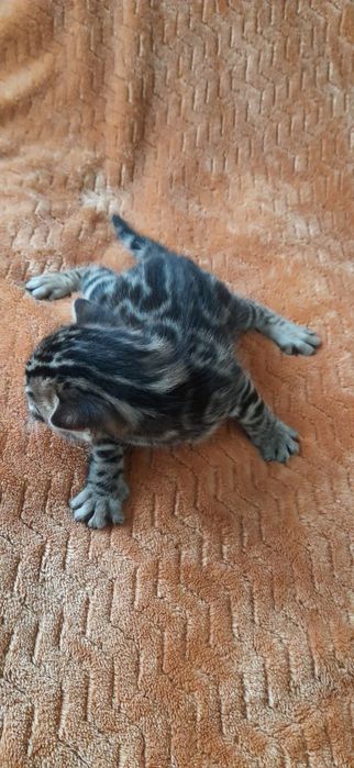 Бенгальские коты