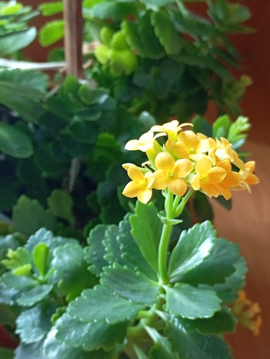 Продаю комнатные растения