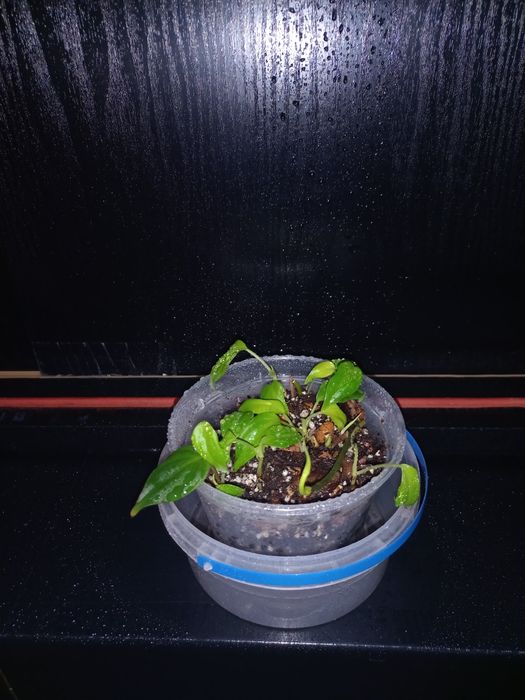 Филодендрон миканс