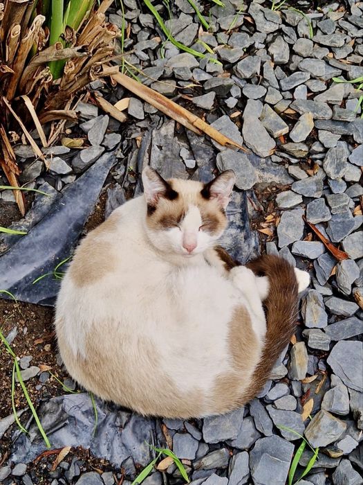 Gato com 7 meses para adoção responsável