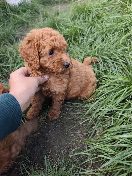 Cockapoo szczeniak