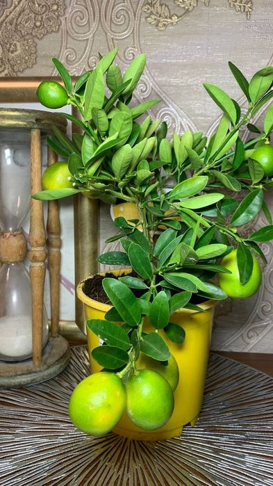 Лимон   Лаймкват Лимонелла