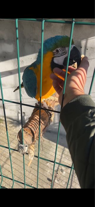 Arara ararauna domesticada muito mansinha