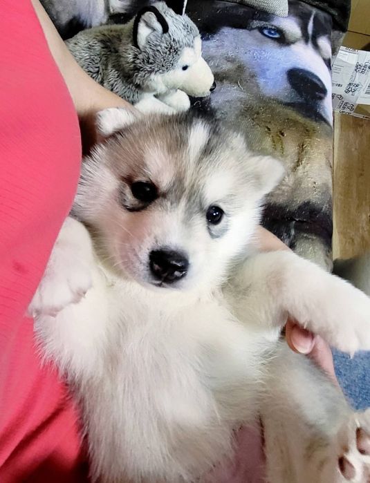 Suczka po Championach  Siberian Husky zkwp fci