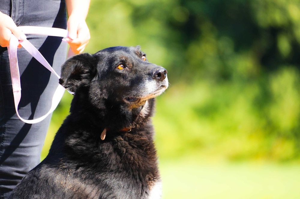 Baton - psiak w Wojtyszek szuka domu