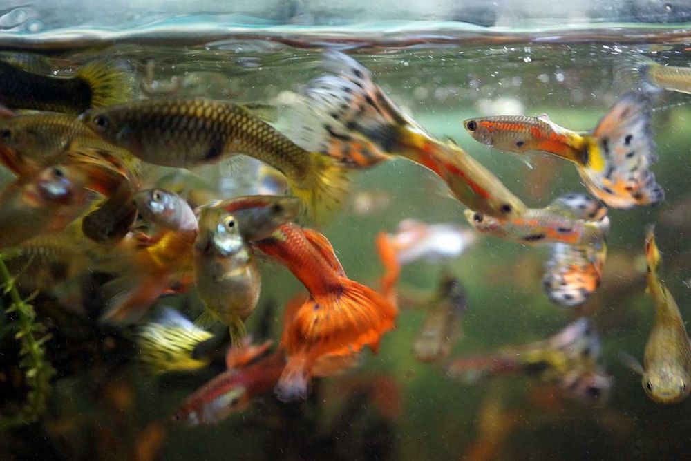 Peixes de aquário Guppy
