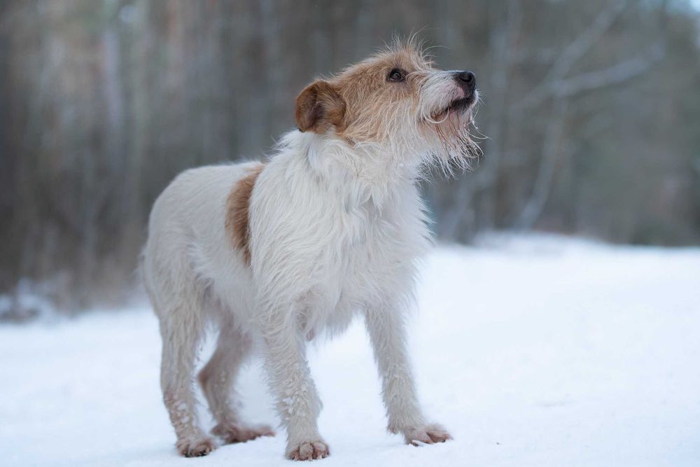 Piękna delikatna sunia Astrid w typie terrier szuka kochającego domu