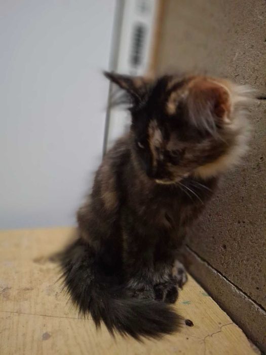 Киця котик безкоштовно