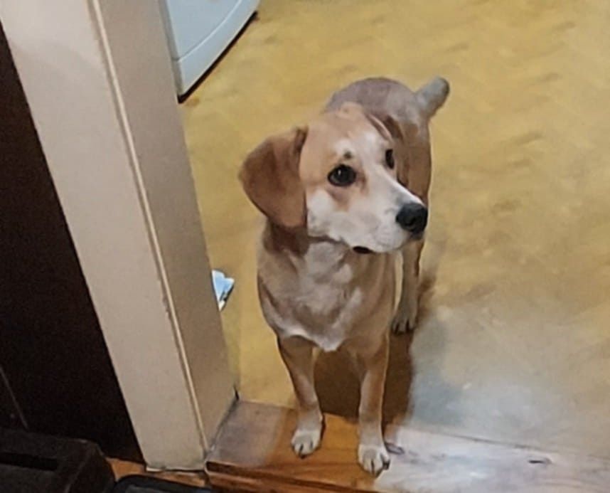 Piesek szuka kochającego domu