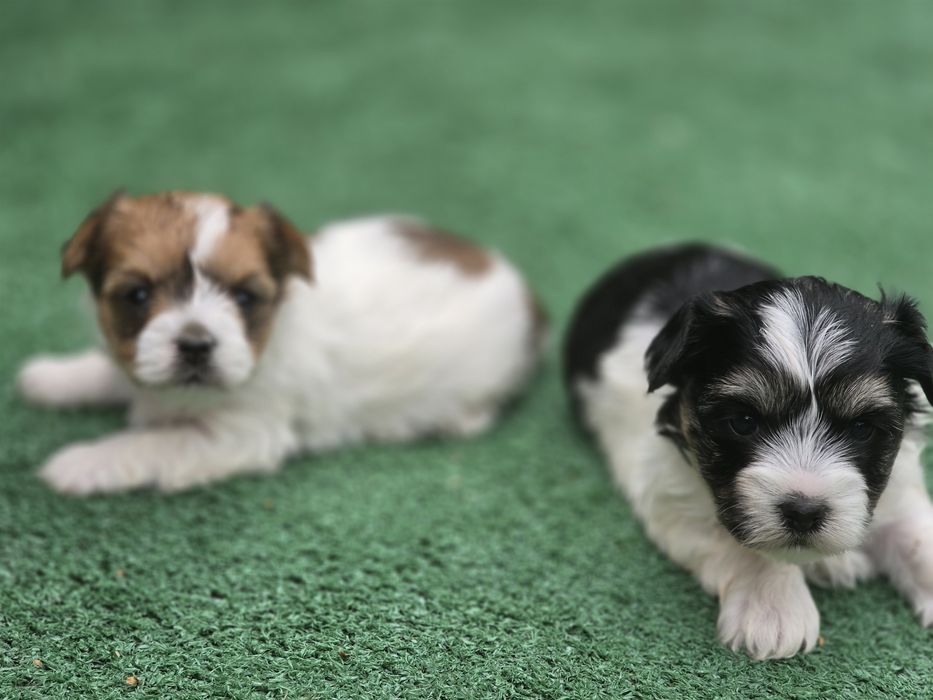 Yorkshire terrier biewer   z metrykę