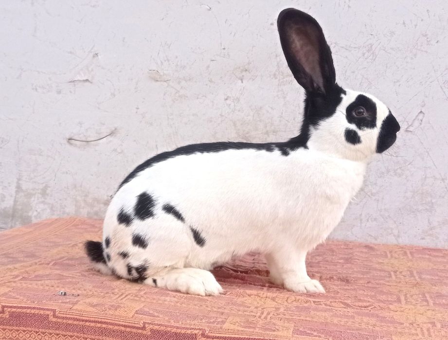 Німецький строкач