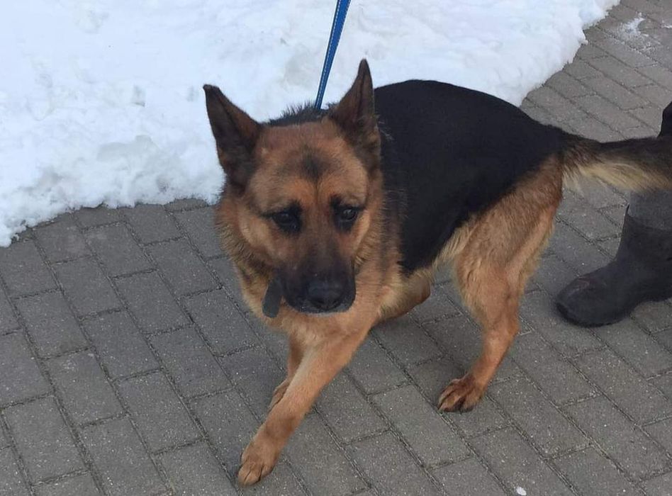 Gabi do adopcji  , sunia ma około 4 lata