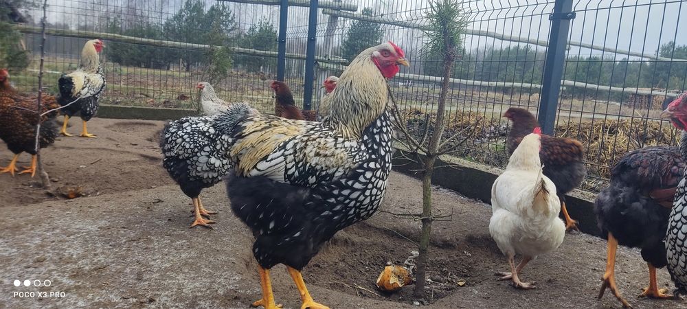 Kogut Wyandotte olbrzymi