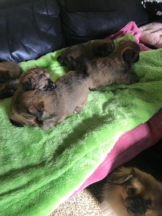 Cadelas de porte pequeno