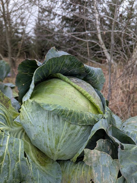 Капуста середньо пізня Агресор, опт, великий опт, ПДВ готівка