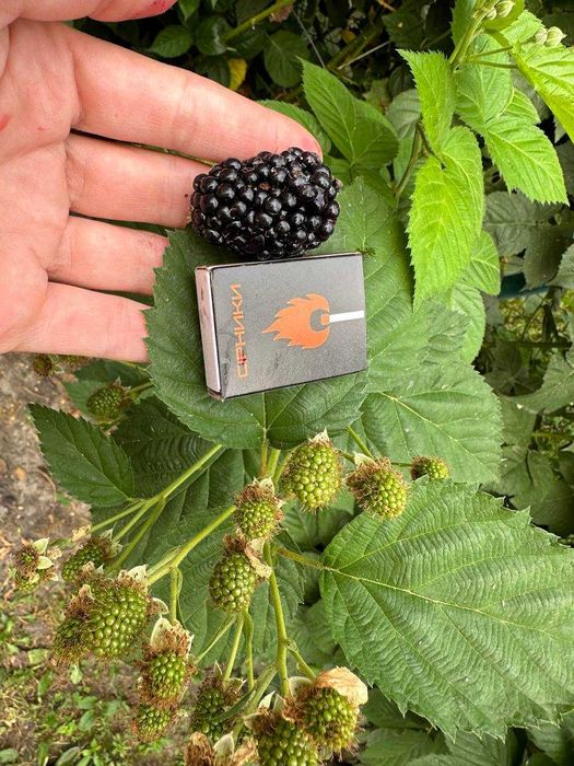 Саджанці Ожини “Чорна Магія” ( ремонтантна, крупноплідна)