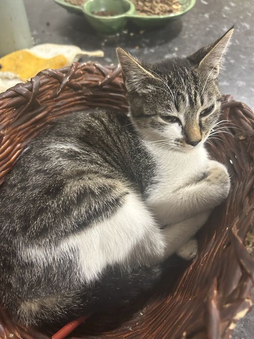 gatinhos para adocao