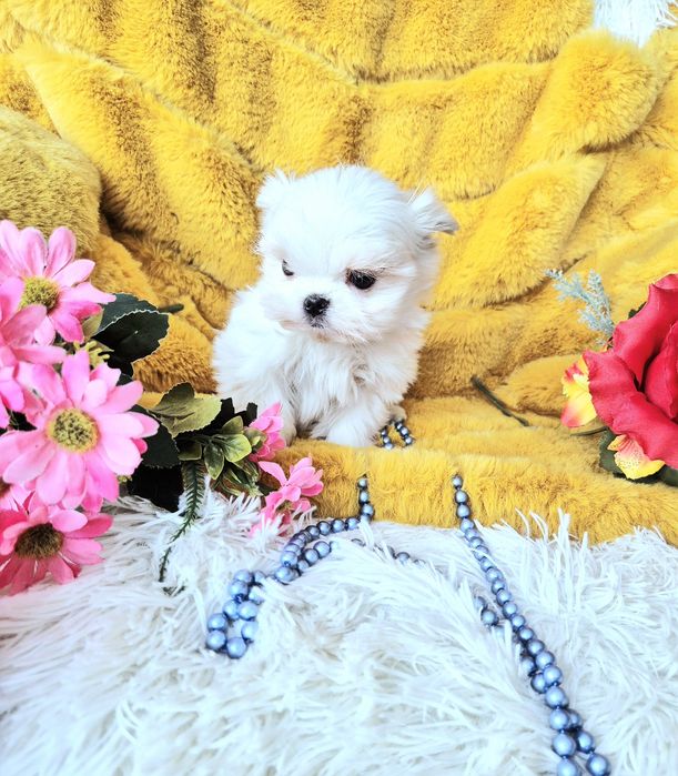 Śliczny Malutki Maltańczyk XXS